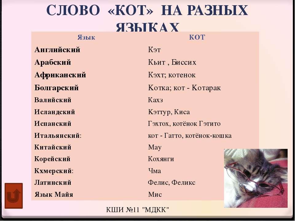 Клички | имена для рыжих кошек со значением | тайна имени
