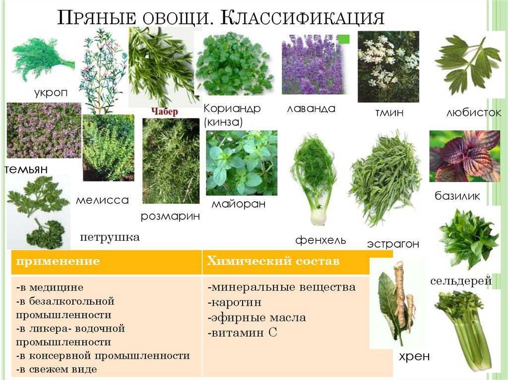 Чем нельзя кормить морских свинок