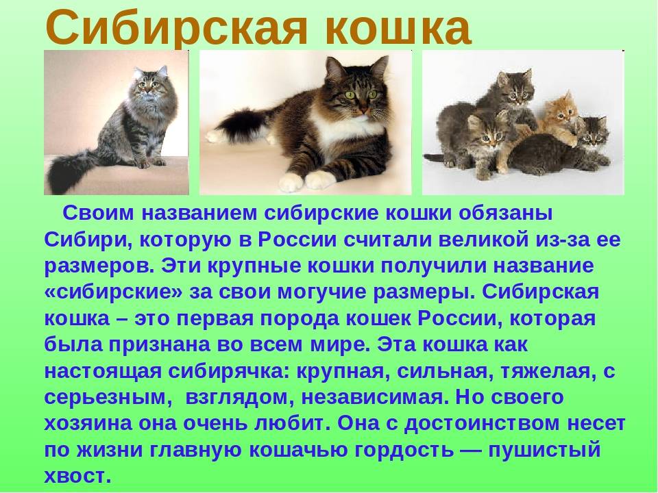 Cибирская кошка: много фото, окрасы, характер, уход