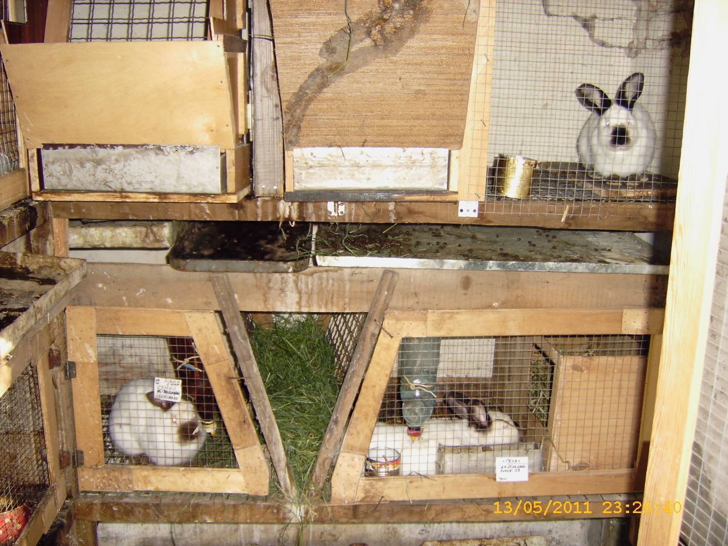Разведение кроликов для начинающих в домашних условиях