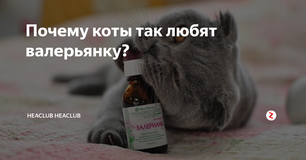 Почему кошкам нравится валерьянка. Почему коты любят валериану. Коты любят валерьянку.