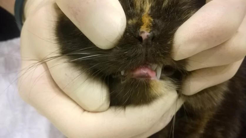 Эозинофильная гранулема у кошек: причины, симптомы и лечение