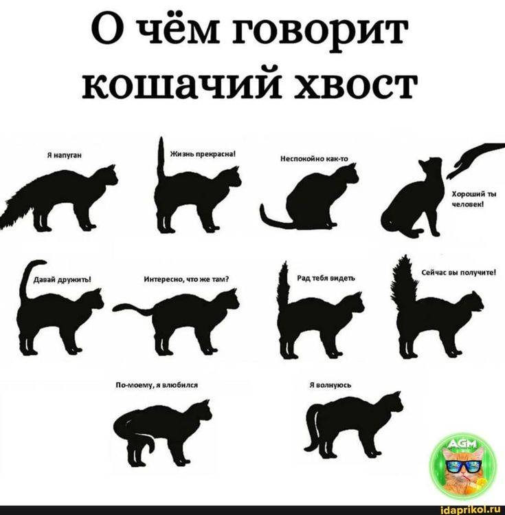 О чем «говорит» кошачий хвост: разбираем все положения
