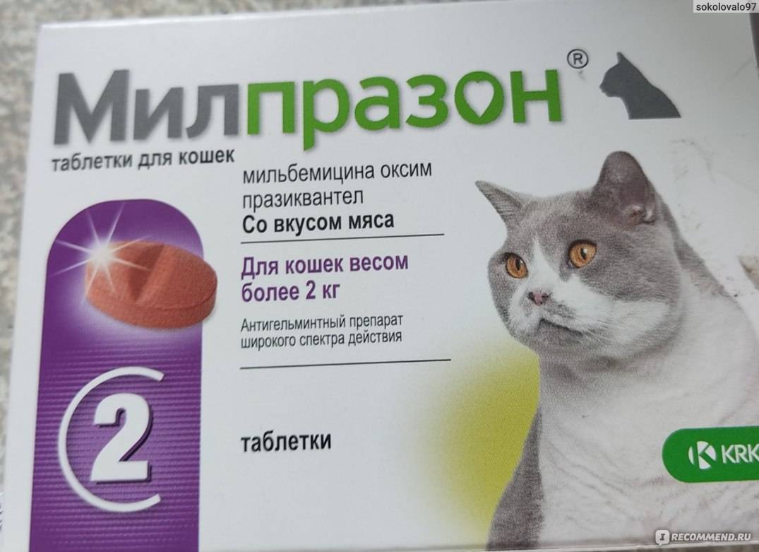 Милпразон. рассказываем о препарате для кошек