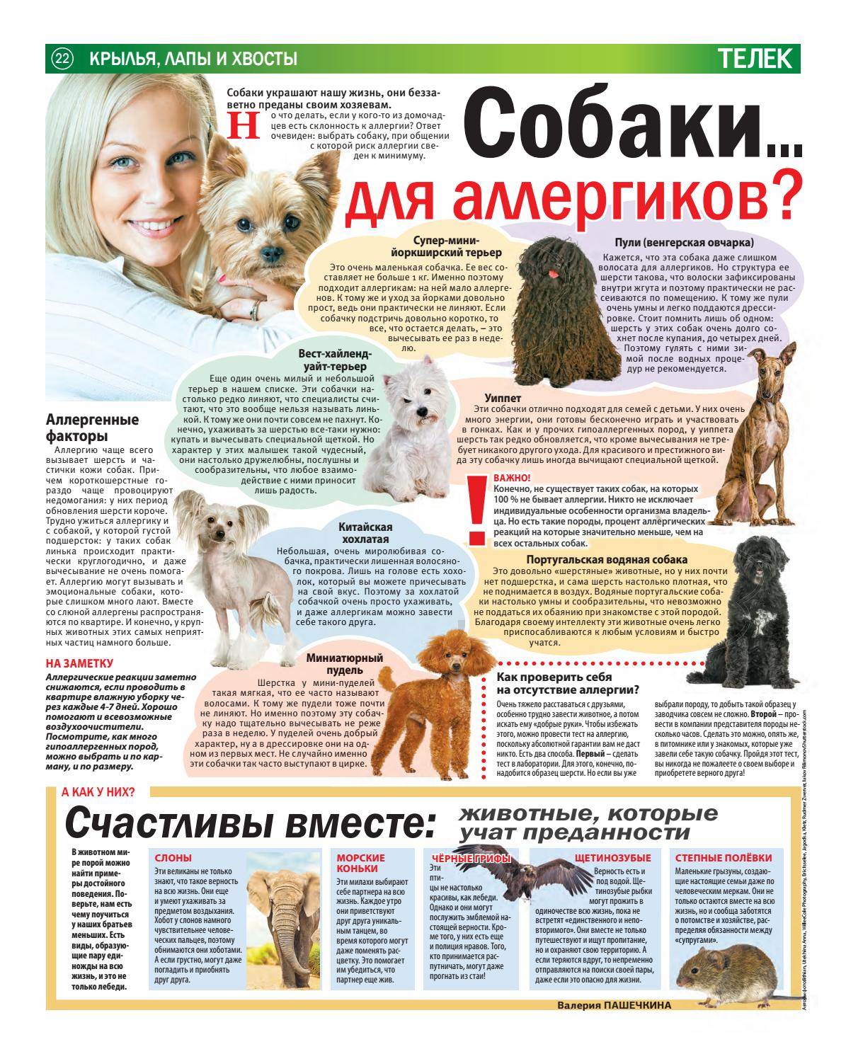 Гипоаллергенные породы собак для людей страдающих аллергией: список пород