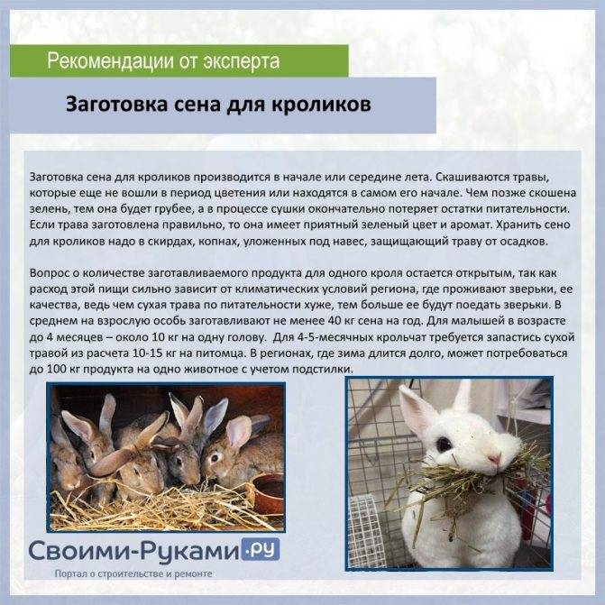 Лучший корм для кроликов - состав и нормы кормов для кроликов