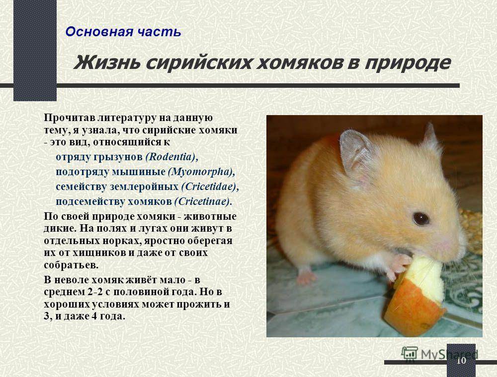 Сколько живут хомяки в домашних условиях - животный мир