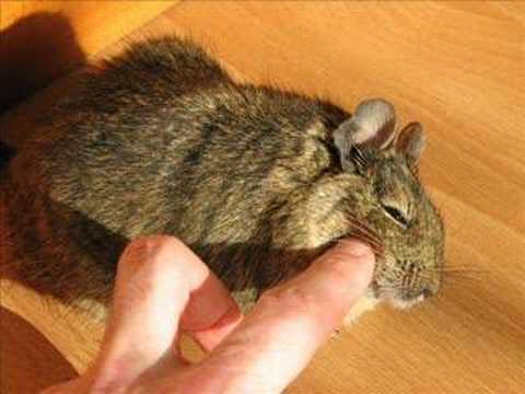 Аллергия: ликбез для аллергика. диагностика, симптомы, лечение