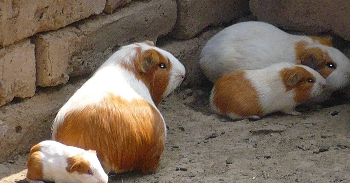 Гигнтская морская свинка куи: описание и особенности содержания