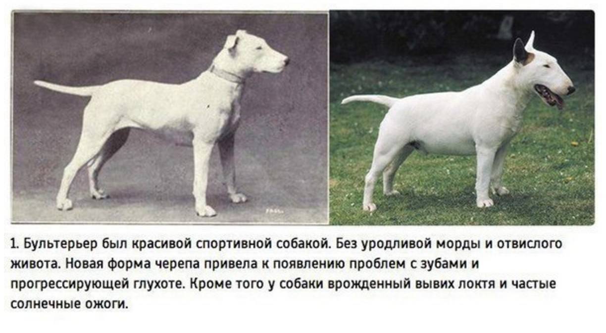 Все породы собак с фото и названиями