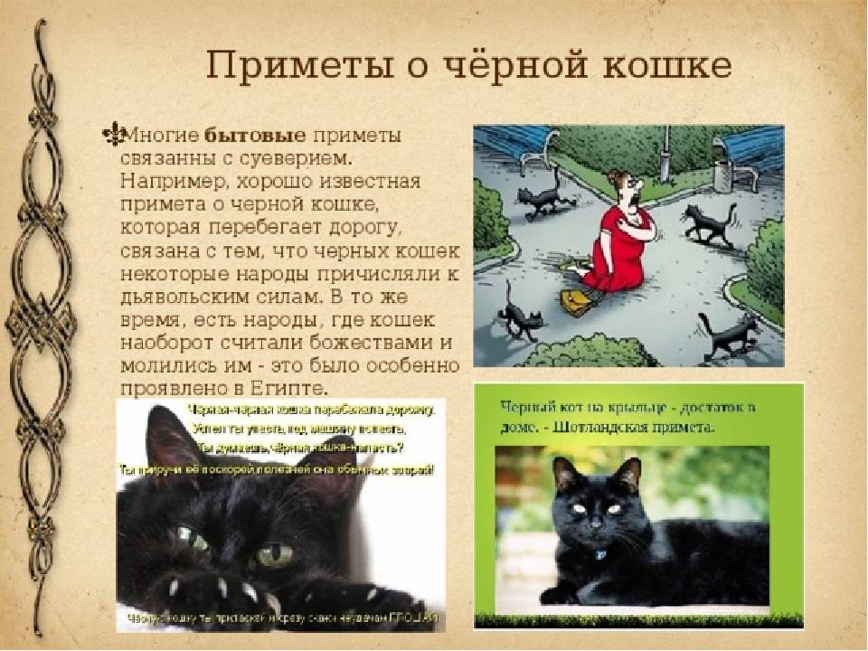 К чему кошка приходит в дом – приметы и суеверия
