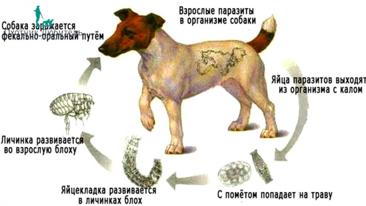 Обработка собаки от эктопаразитов: частота процедуры, средства, меры предосторожности