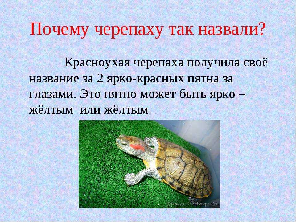 Черепаха сообщение 8 класс. Черепашки красноухая информация. Класс красноухой черепахи. Сведения о красноухой черепахе. Красноухая черепаха интересные факты.