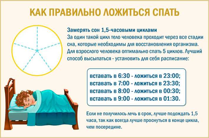 Как спят шиншиллы днем и ночью, что нужно знать о режиме сна