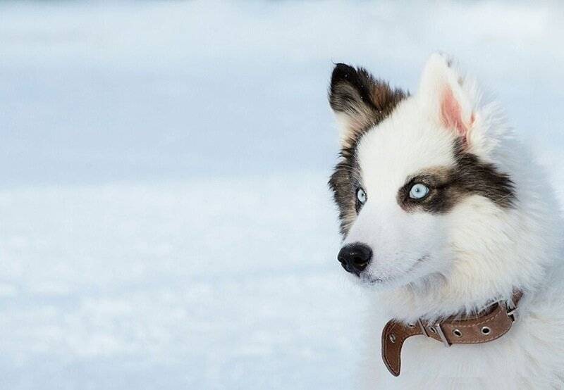 Описание породы собак якутская лайка: характер, уход, предназначение