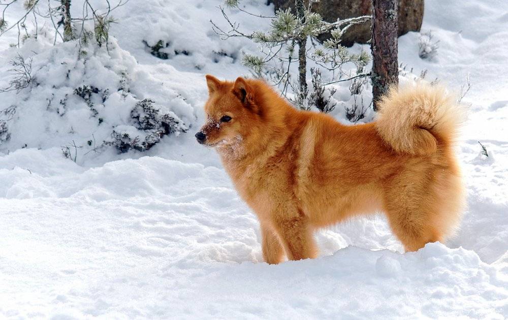 Лопарская оленегонная собака: описание породы