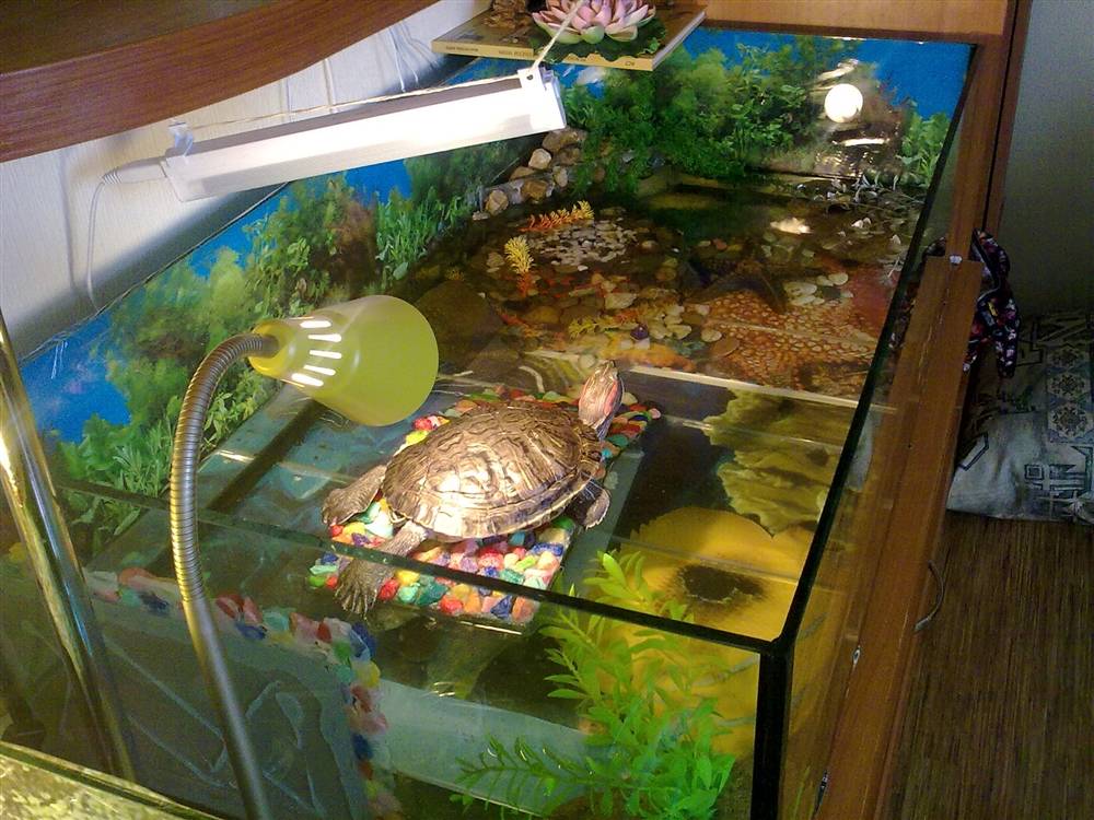 У кого есть водяные черепахи-помогите!!! - спроси у бывалых - страна мам