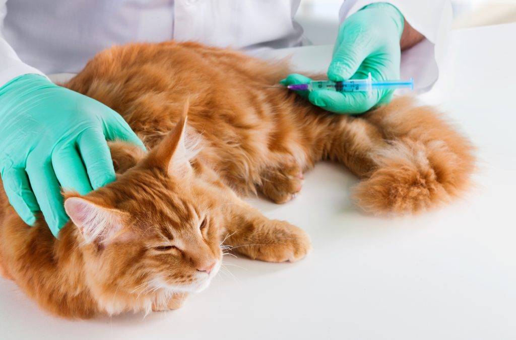 Лейкоз у кошек (вирусная лейкемия): диагностика, симптомы, лечение и прогноз болезни