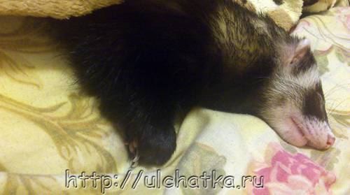 Лимфома: понятие, развитие и виды, симптомы, лечение, прогноз