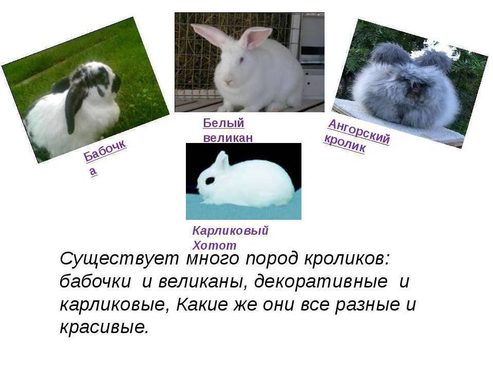 Самые популярные породы декоративных кроликов с фотографиями и названиями