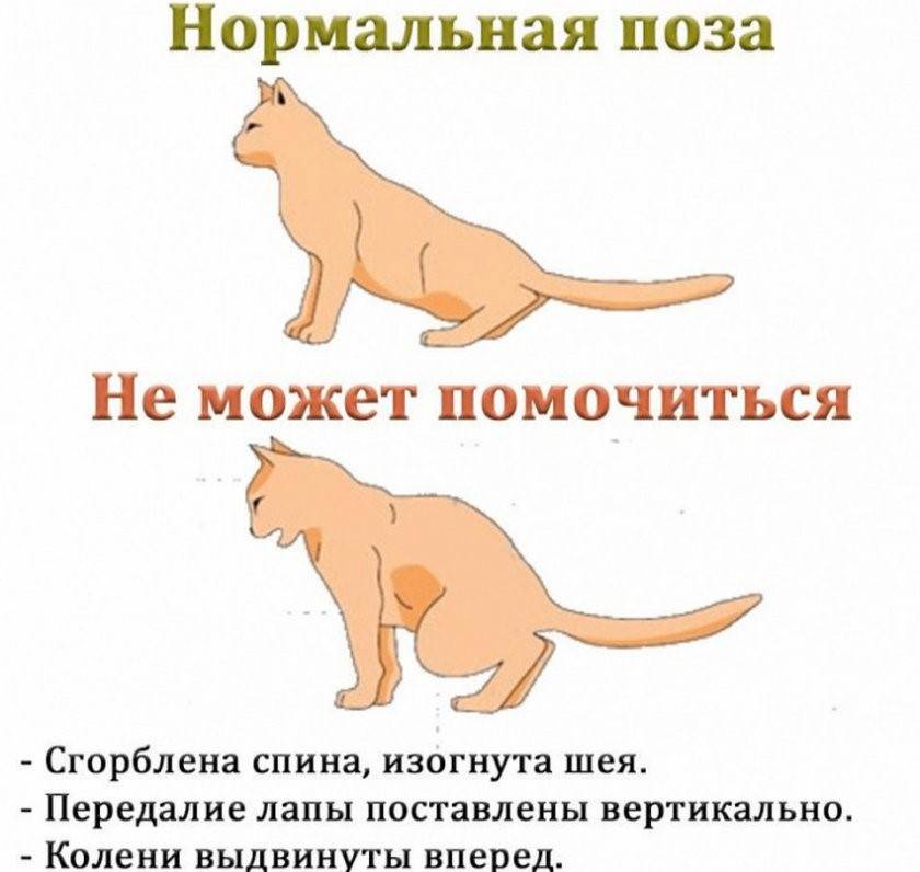 ➡️ кровь в моче у мужчин: что это может быть, причины, симптомы и лечение - клиника девита (devita)