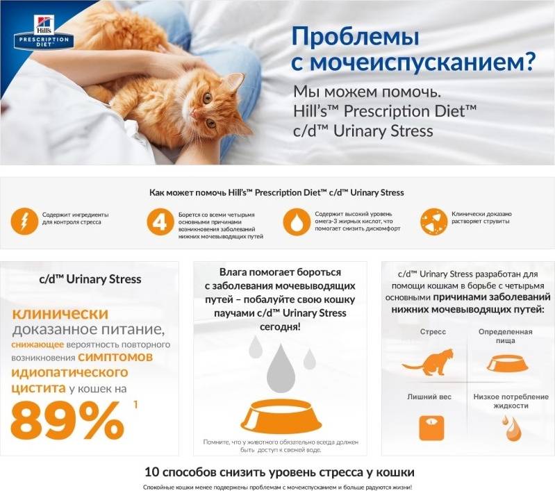 Что делать, если ваша кошка не ест: возможные причины и первичная помощь