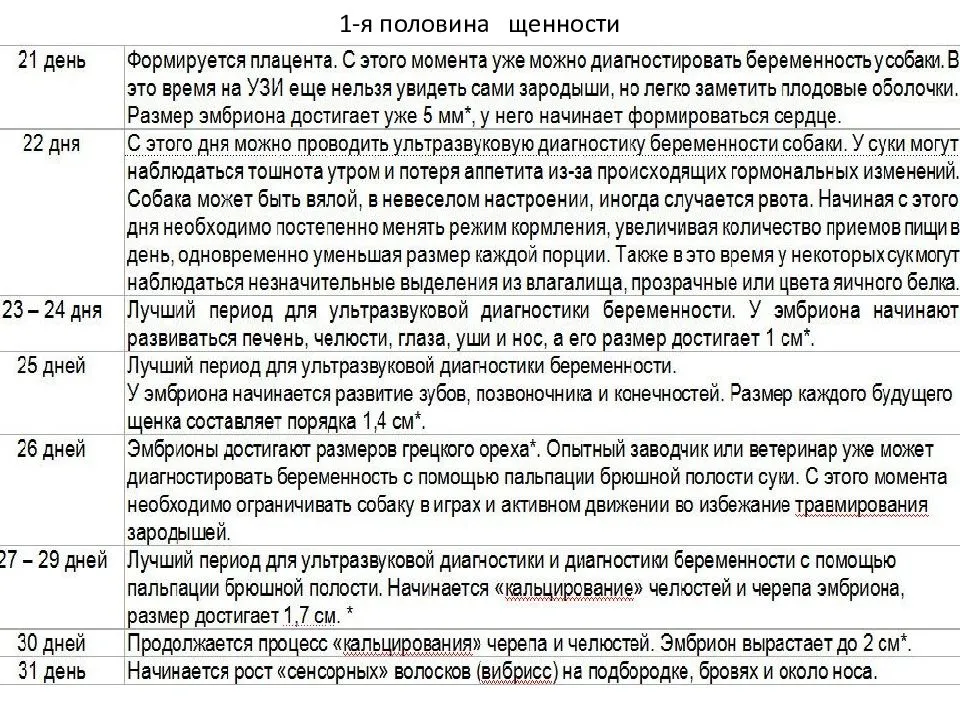 Беременность у собак: признаки, сколько длится, периоды по дням и неделям