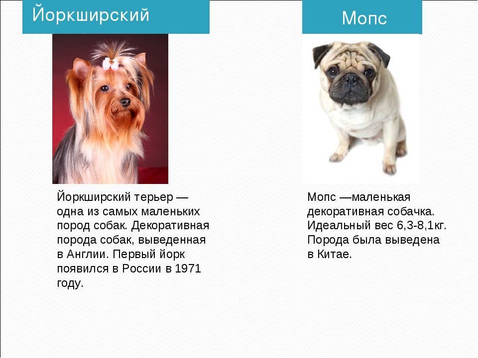 Маленькие породы собак: топ-20 с описанием и фото | dogkind.ru