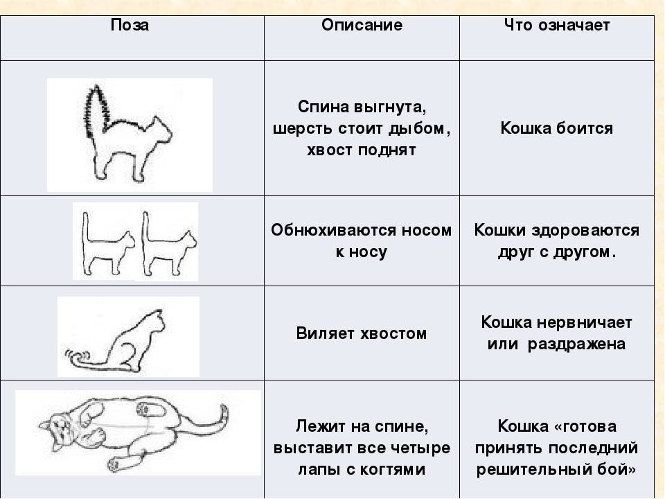 Кошек не любит только тот, кто ещё не встретил свою кошку. дебора а. эдварс