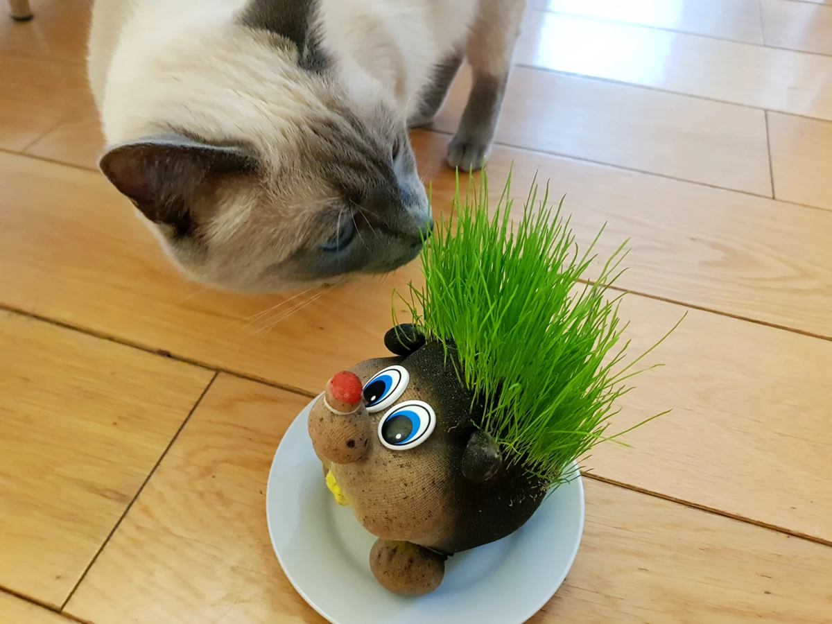 Какую траву едят кошки?