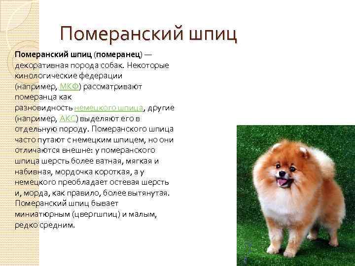 Порода собак немецкий шпиц: фото, видео, описание породы и её видов