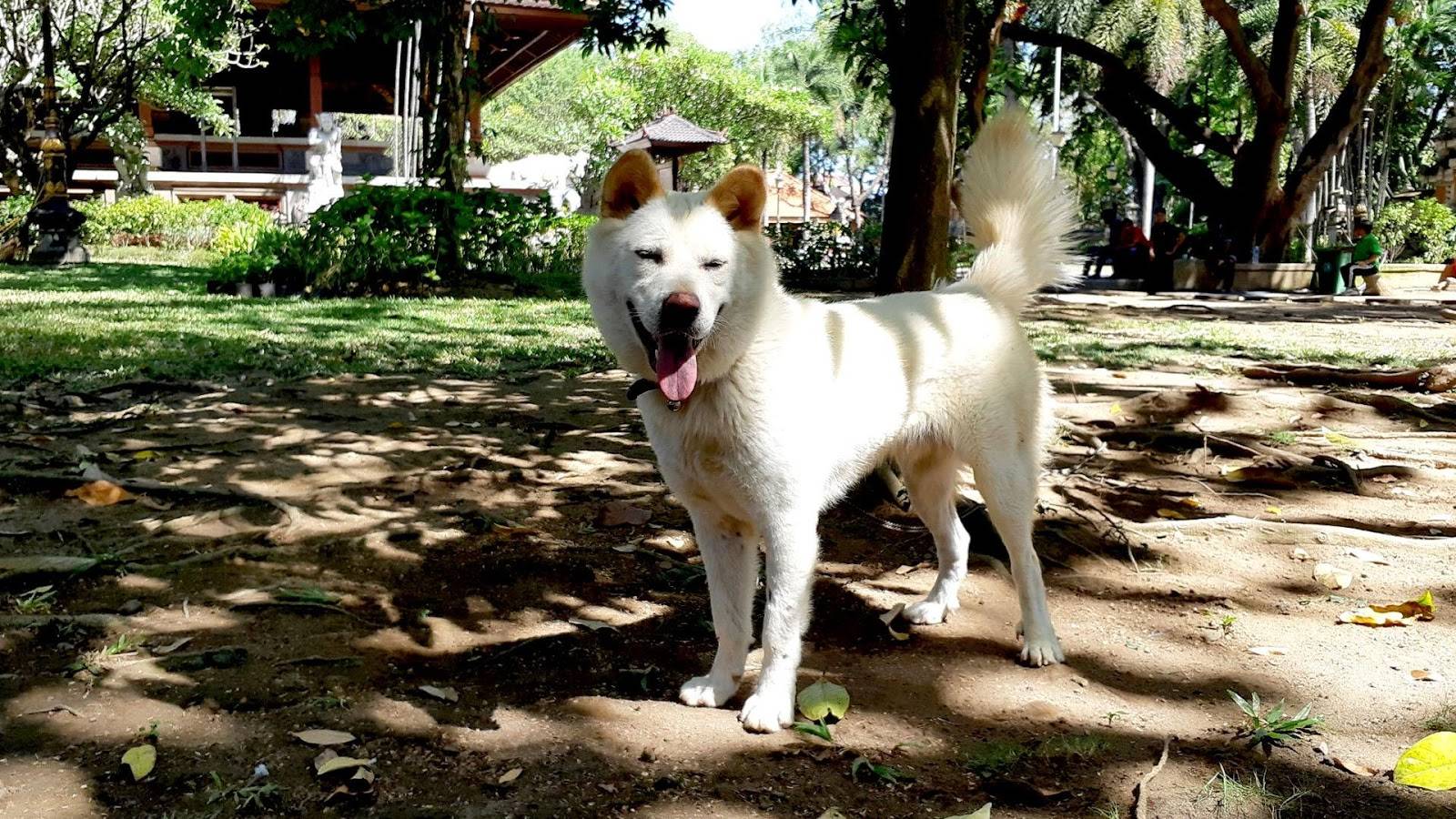 Кинтамани: описание уникальной породы бали, фото собаки