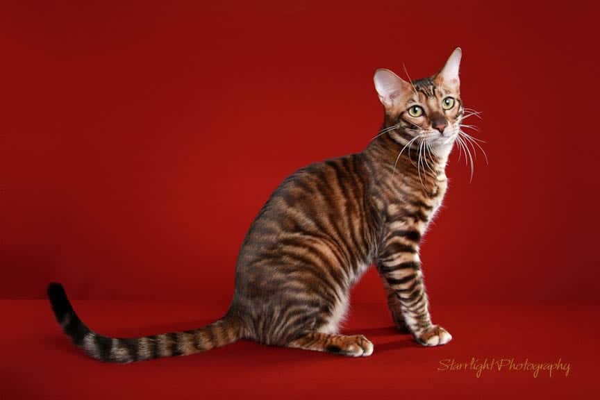 Тойгер - фото и описание породы кошек (характер, уход и кормление)