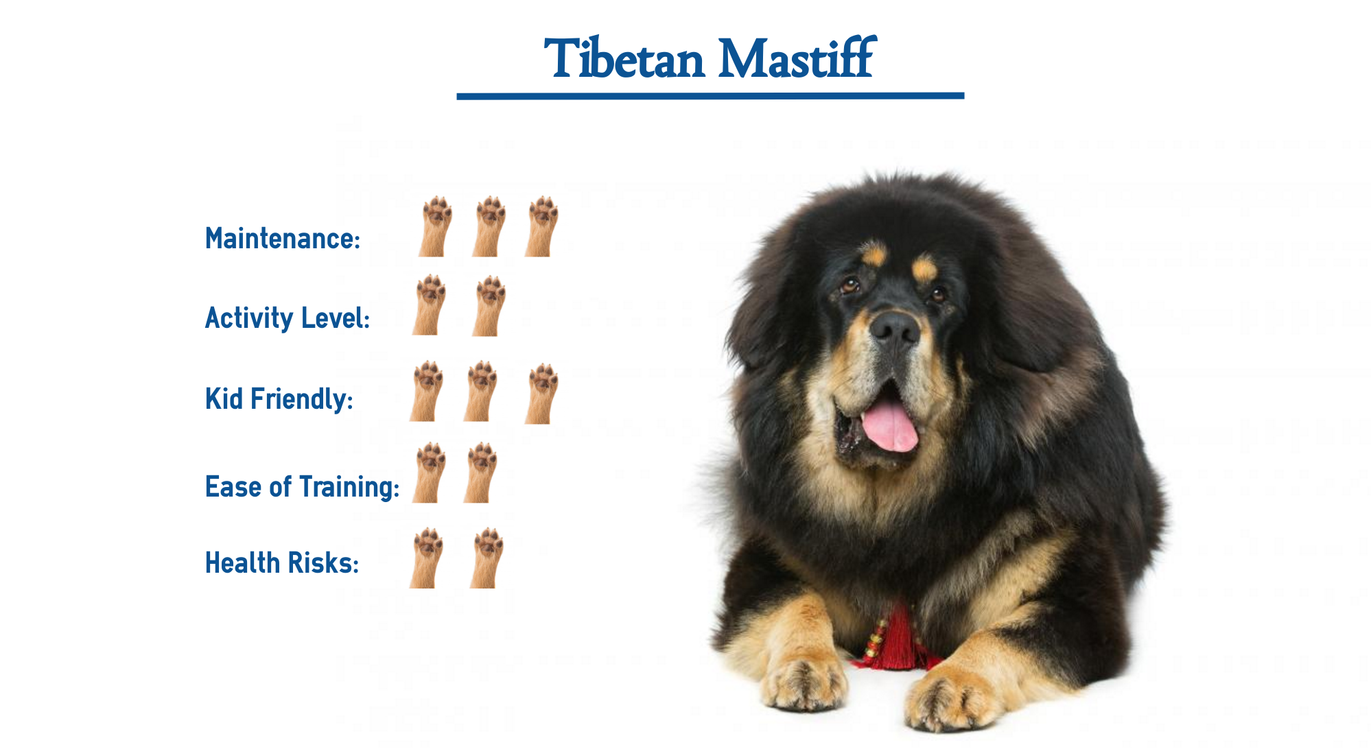 Тибетский мастиф - как правильно выбрать щенка и советы по уходу за гигантом (150 фото)
