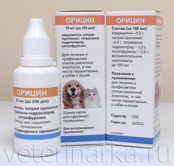 Аллергический отит у собаки: симптомы, лечение в домашних условиях
