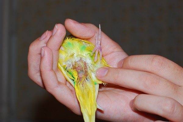 Болезни попугаев: симптомы и лечение