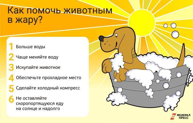 Как охладить собаку в сильную жару