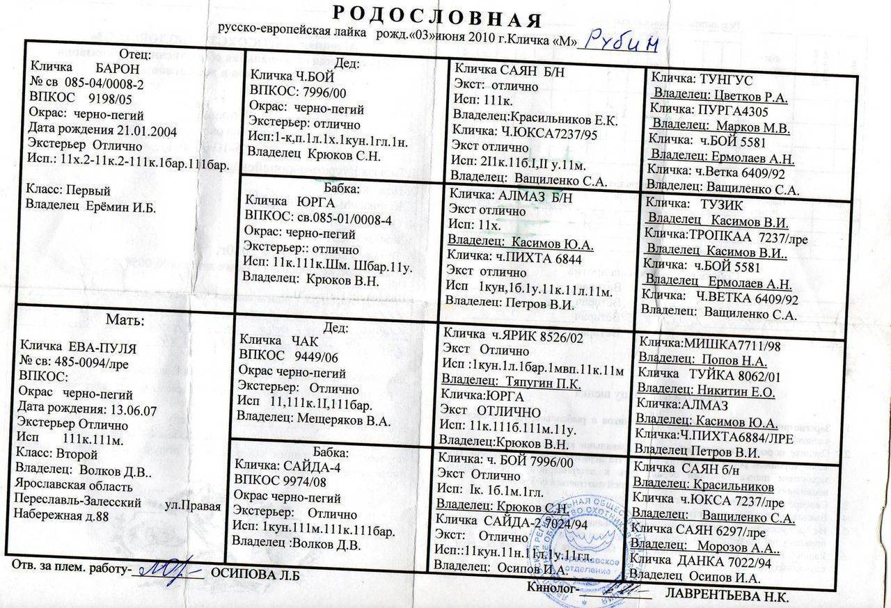 ᐉ русско европейская лайка (рел): характеристика и описание породы, особенности породы - kcc-zoo.ru