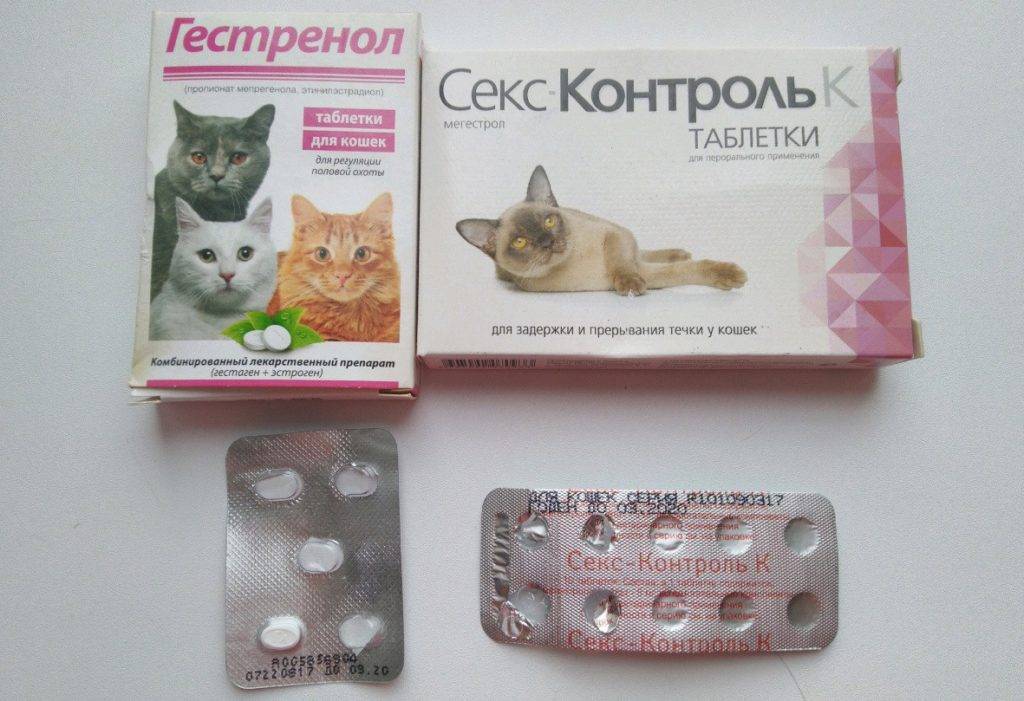 Противозачаточные препараты для кошек: таблетки, уколы, капли – какие контрацептивы лучше?