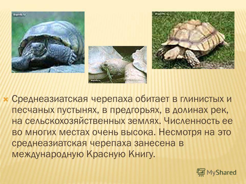 Черепаха сообщение 8 класс