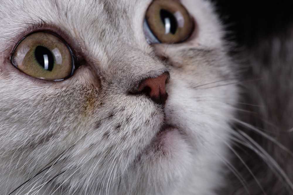 Темные выделения из глаз у кошки: причины появления коричневой жидкости, методы лечения