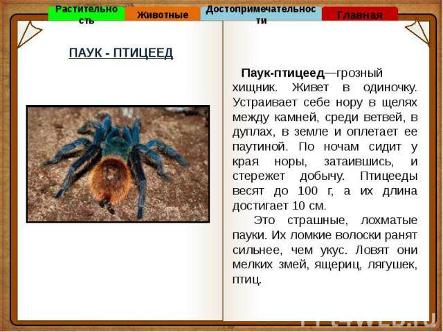 Паук-птицеед: фото, виды, описание, чем кормить, домашний паук