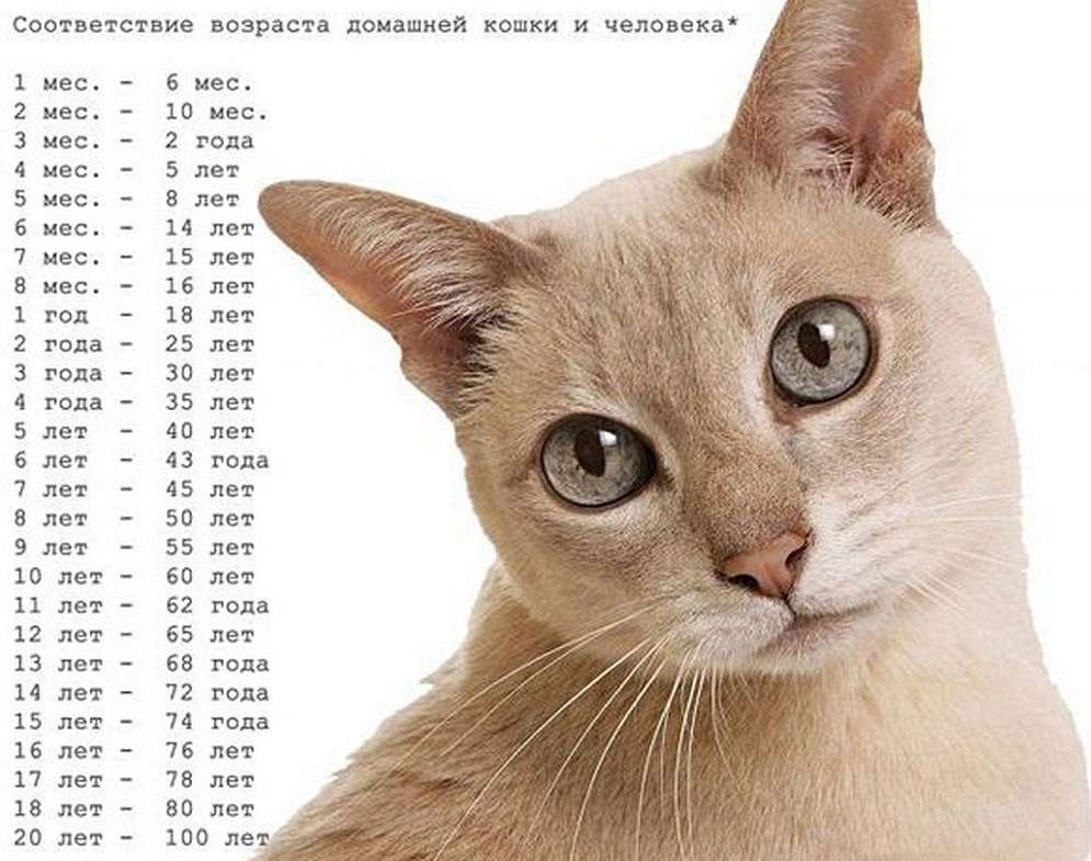 Правильные методы, как посчитать возраст кошки на человеческий