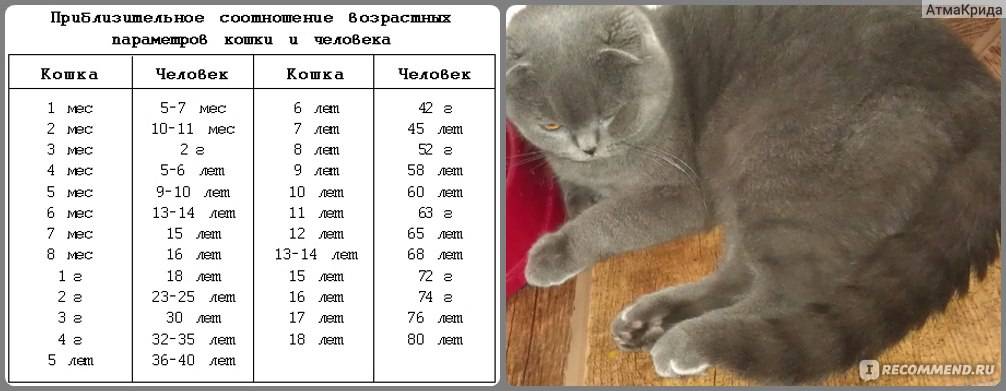 Сколько котят может родить кошка