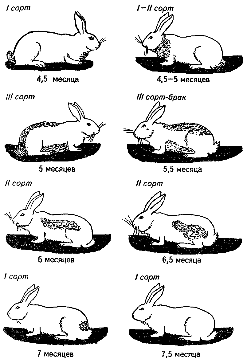 Сколько месяцев крольчихи. Таблица о спаривание кроликов. Как узнать сколько Возраст кролика. Схема линьки кролей. Размеры кролика по возрасту.