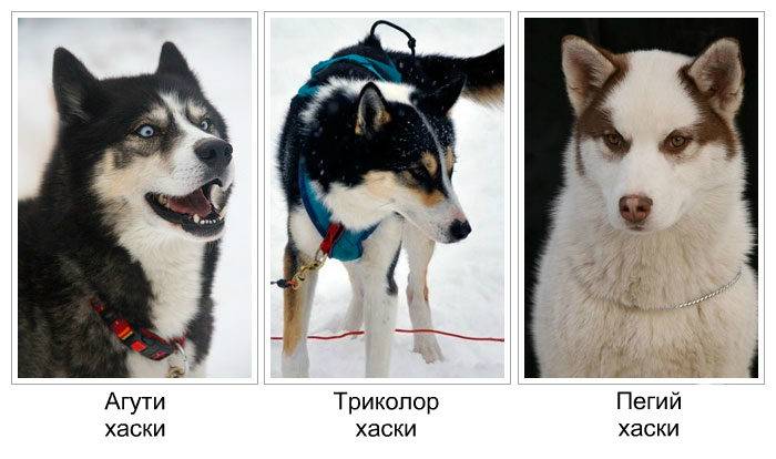 Окрасы сибирского хаски: 32 фото с названиями и описаниями