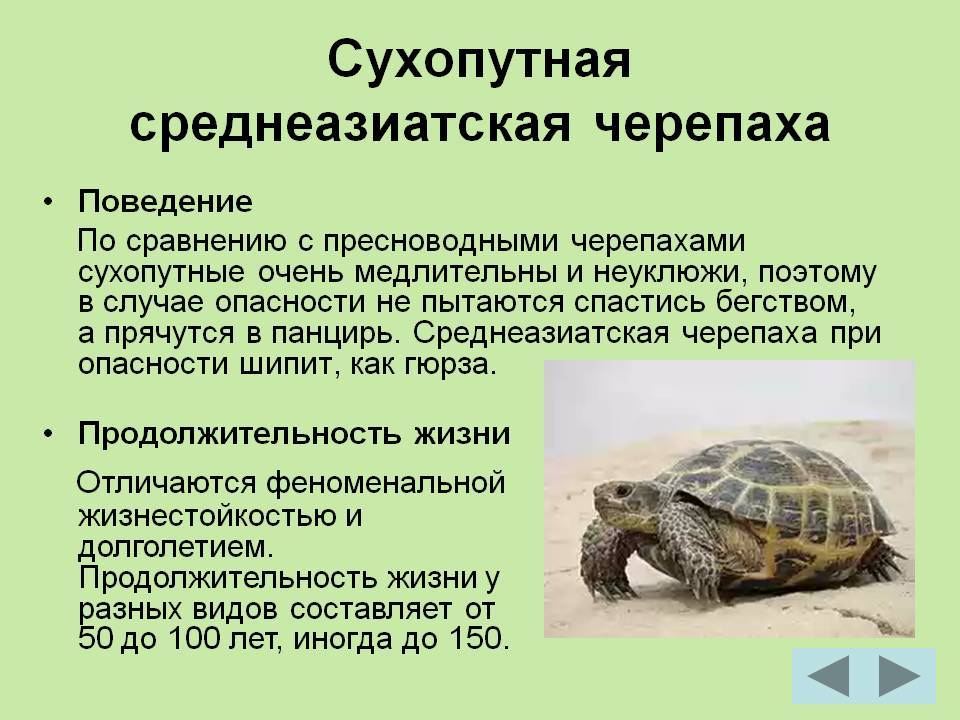 Как понять что сухопутная черепаха мертва