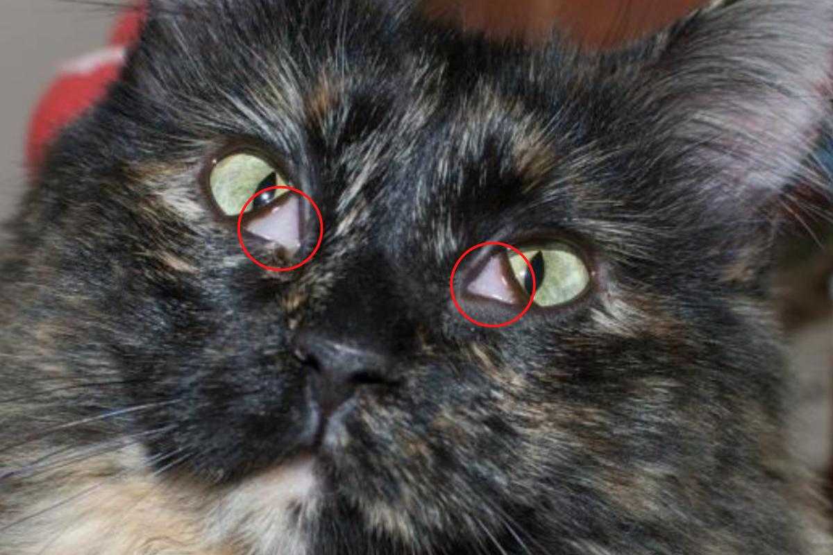 Почему появляется и как лечится бельмо на глазу у кошки