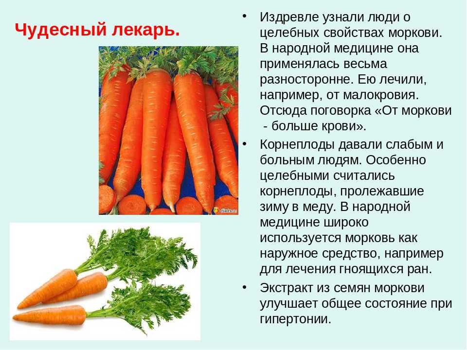 Можно ли кроликам морковь: в чём польза и вред, как часто давать