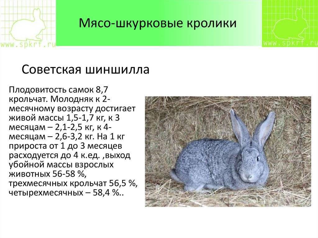 Полезные советы по определению возраста кролика